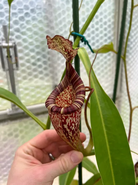 Nepenthes maxima x vogelii: This is an upper pitcher - as you can see, it inherits some of the N. vogelii shape and has a nice thick peristome.
