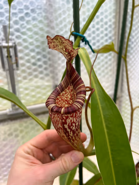 Nepenthes maxima x vogelii: This is an upper pitcher - as you can see, it inherits some of the N. vogelii shape and has a nice thick peristome