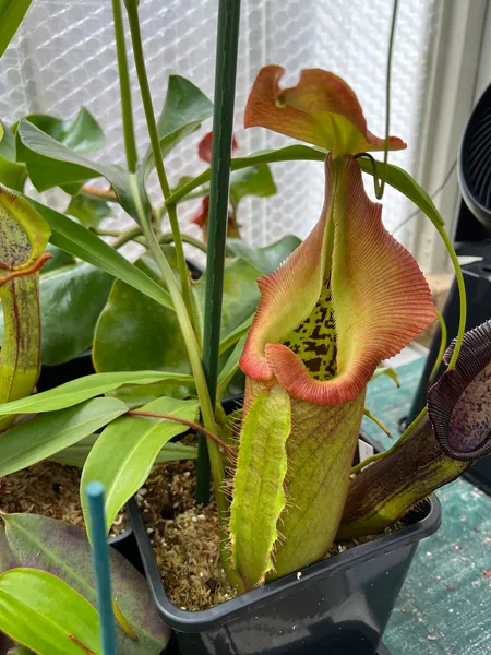 Nepenthes robcantleyi: This is my favourite stage - the edges of the peristome are red, but the inner remains yellow, for a sunburst effect.