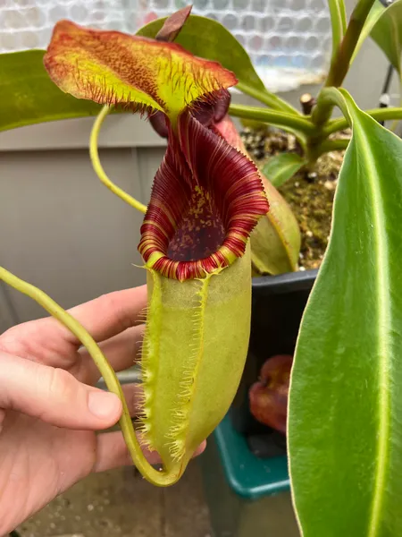 Nepenthes spathulata x lowii: This is still the same plant. Green pitcher body reminiscent of N. spathulata, and lid bristles from N. lowii.