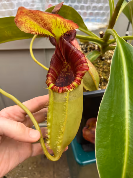 Nepenthes spathulata x lowii: This is still the same plant. Green pitcher body reminiscent of N. spathulata, and lid bristles from N. lowii