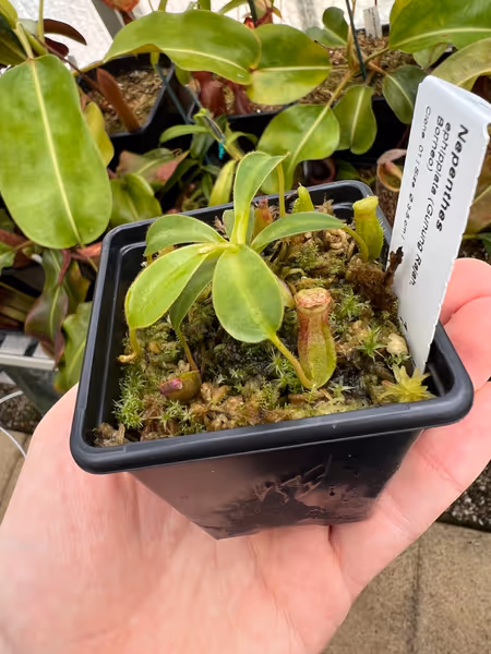 Nepenthes ephippiata: This is the only other N. ephippiata I have - it's the Gunung Raya form