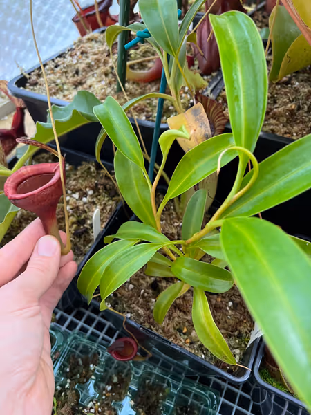 Nepenthes jamban: This one has lots of growth points and needs a good prune!