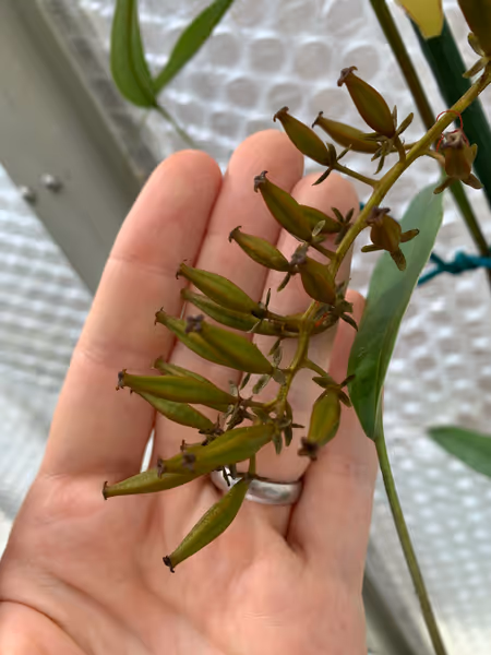 Nepenthes singalana: This one is a female - I've made several nice crosses using this plant