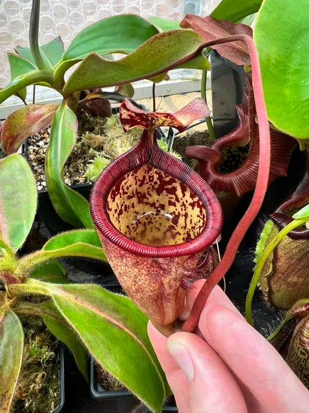 Nepenthes attenboroughii: This one is stouter, with black striping on the peristome.