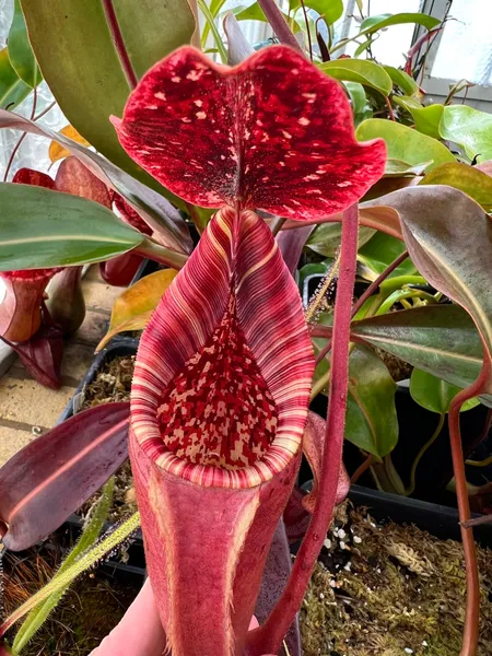 Nepenthes (lowii x veitchii) x burbidgeae: This one really has it all, with clear influence from all 3 parent species.