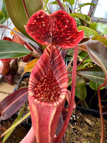 Nepenthes (lowii x veitchii) x burbidgeae: This one really has it all, with clear influence from all 3 parent species
