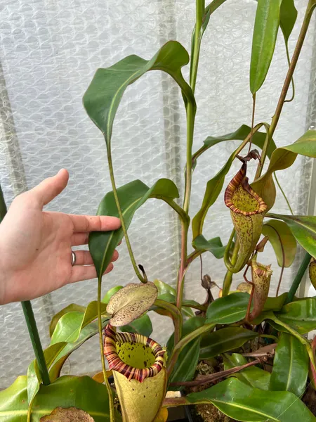 Nepenthes veitchii x burbidgeae: This one's started vining, and is now a very fast grower. That's N. maxima on the right