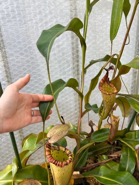 Nepenthes veitchii x burbidgeae: This one's started vining, and is now a very fast grower. That's N. maxima on the right