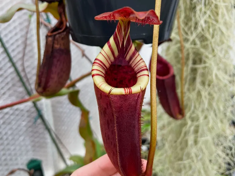 Nepenthes burbidgeae x lowii: This plant has a tri-coloured peristome of cream, red, and maroon. It retains its stripes as it ages