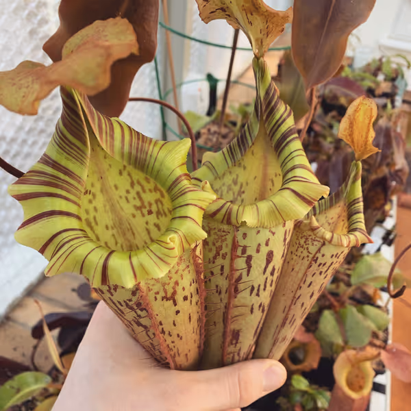 Nepenthes veitchii x platychila: This plant produces a fresh crop of stunning new upper pitchers every few months