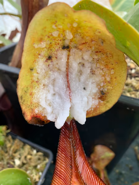 Nepenthes truncata x ephippiata: This plant produces copious quantities of exudiate on the lids, a trait inherited from N. ephippiata