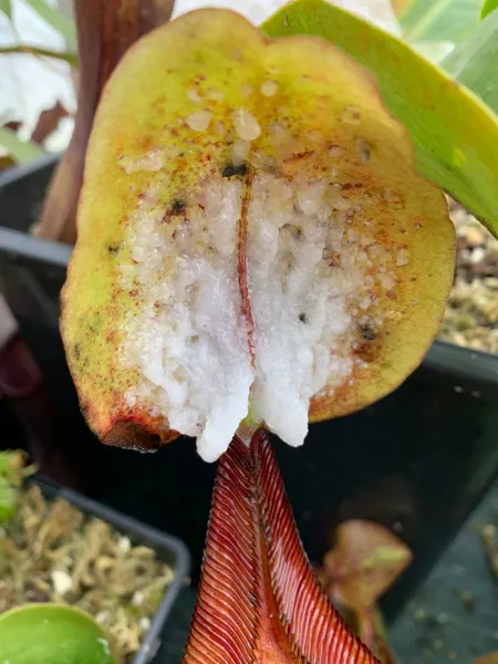Nepenthes truncata x ephippiata: This plant produces copious quantities of exudiate on the lids, a trait inherited from N. ephippiata