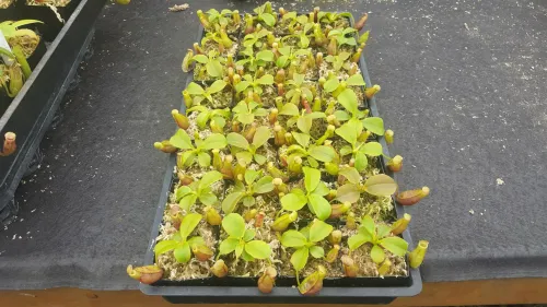 Tray of 2-year-old Nepenthes Titan's Mirror (N. truncata x mira)