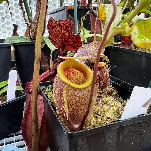 Nepenthes undulatifolia