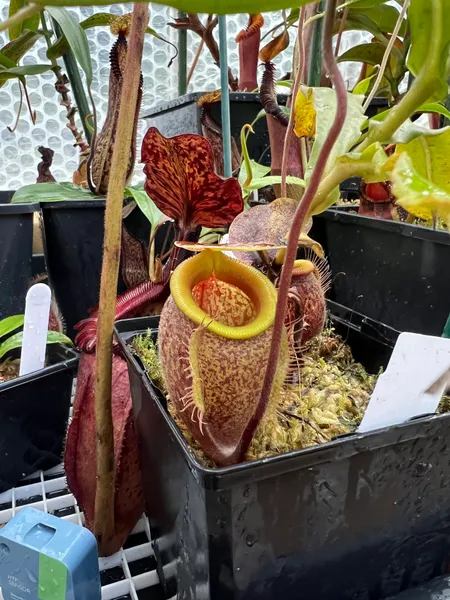 Nepenthes undulatifolia: Tubby lower pitcher on N. undulatifolia