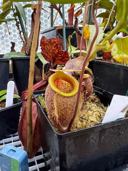 Nepenthes undulatifolia: Tubby lower pitcher on N. undulatifolia
