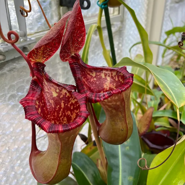 Nepenthes lowii x ventricosa