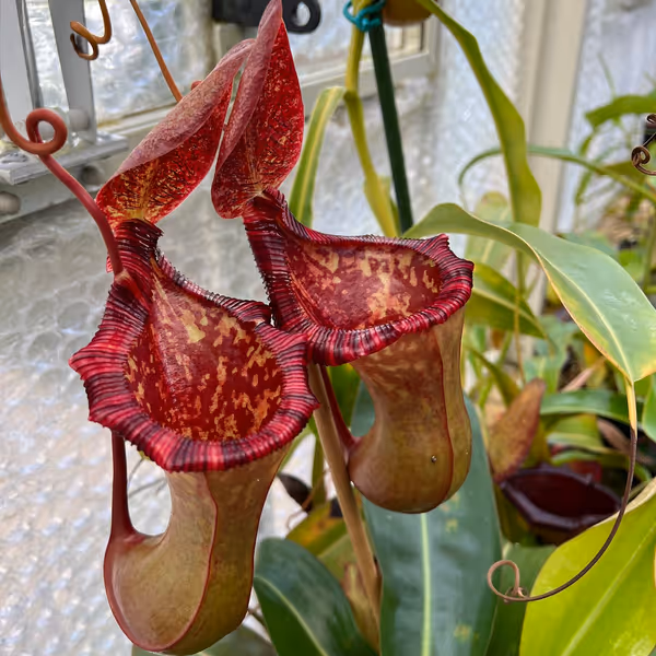 Nepenthes lowii x ventricosa