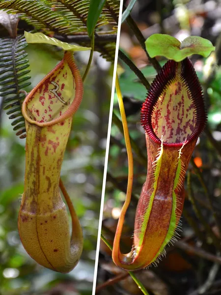 Nepenthes singalana: Upper & lower pitchers, by Christophe Maerten