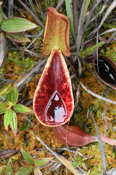 Nepenthes lowii: Upper pitcher in-situ on Mt Murud, by James Klech.