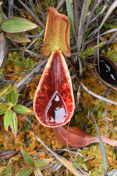 Nepenthes lowii: Upper pitcher in-situ on Mt Murud, by James Klech