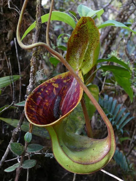 Nepenthes lowii: Upper pitcher in-situ on Mt Trusmadi, by François Mey.