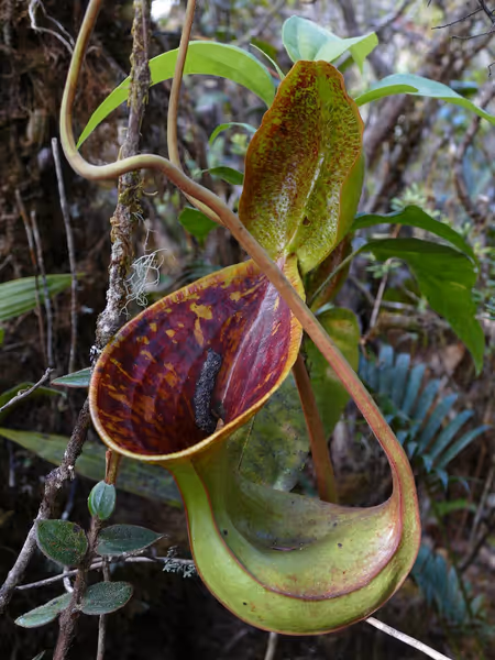 Nepenthes lowii: Upper pitcher in-situ on Mt Trusmadi, by François Mey