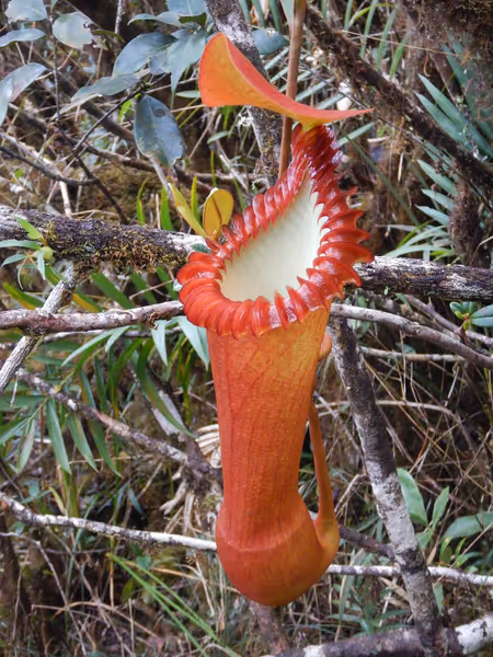 Nepenthes edwardsiana: Upper pitcher on Mt Kinabalu, by Christophe Maerten