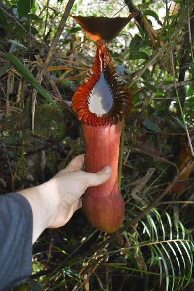 Nepenthes edwardsiana: Upper pitcher on Mt Tambuyukon, by James Klech.