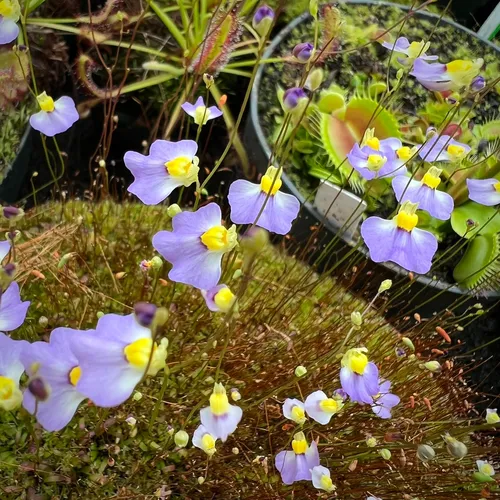 Utricularia bisquamata ‘Betty’s Bay’