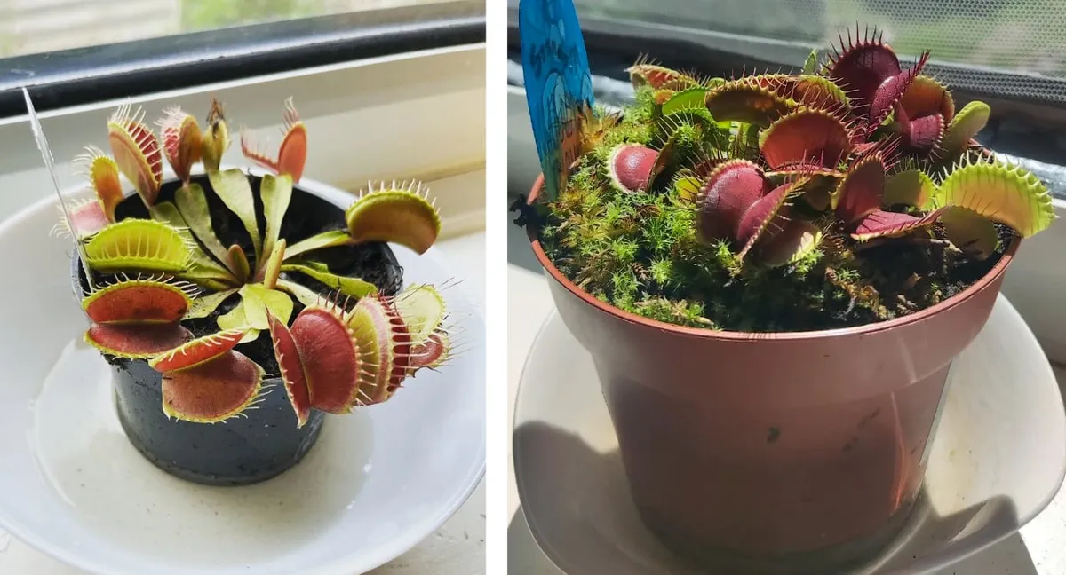 Venus flytraps (Dionaea muscipula) growing very happily in full sun on windowsills.