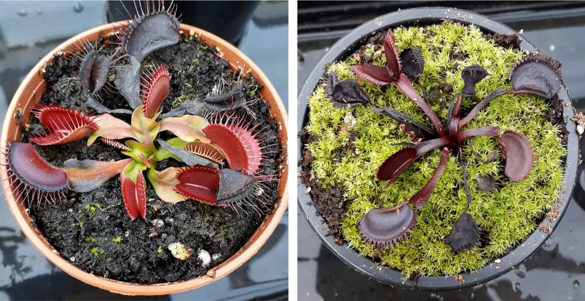 Venus flytraps entering winter dormancy, photographed by fellow grower Megan (@carnivorous_plant_girl).