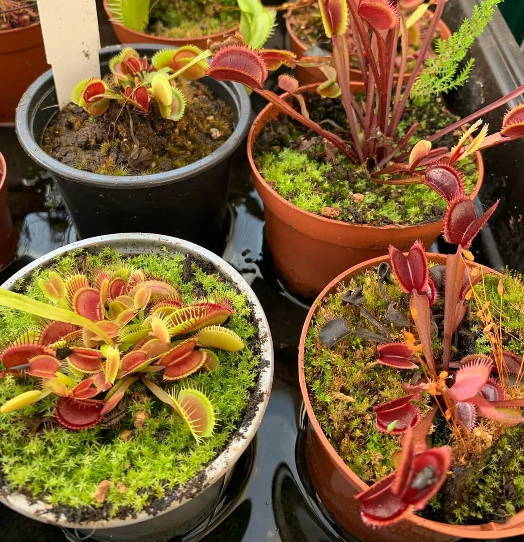 Venus flytraps growing in a water tray.