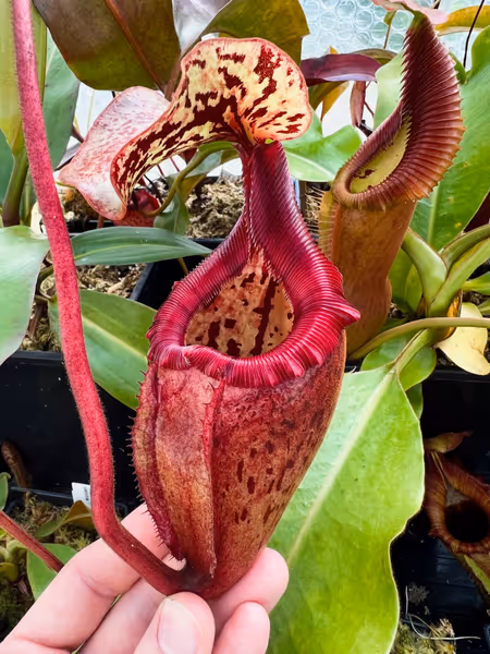 Nepenthes rajah x (burbidgeae x edwardsiana): Very reminiscent of N. × alisaputrana!