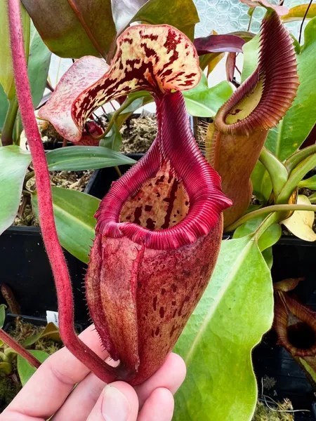 Nepenthes rajah x (burbidgeae x edwardsiana): Very reminiscent of N. × alisaputrana!