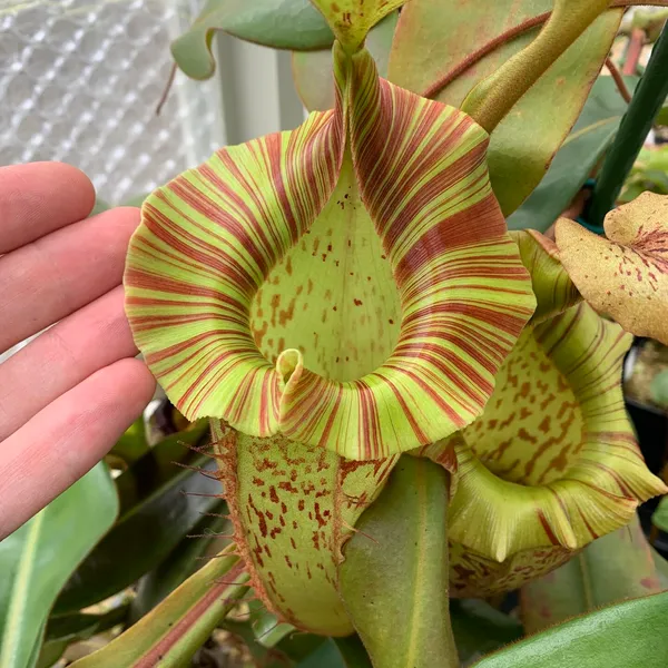 Nepenthes veitchii x platychila