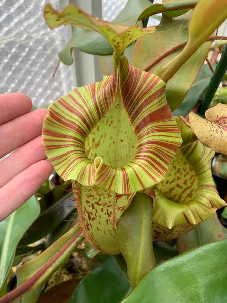 Nepenthes veitchii x platychila: What more could you want from a hybrid! This is one of my oldest plants, and one of my favorites.