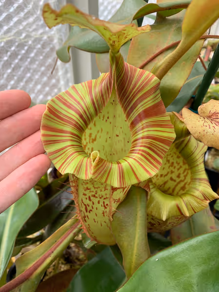 Nepenthes veitchii x platychila: What more could you want from a hybrid! This is one of my oldest plants, and one of my favorites