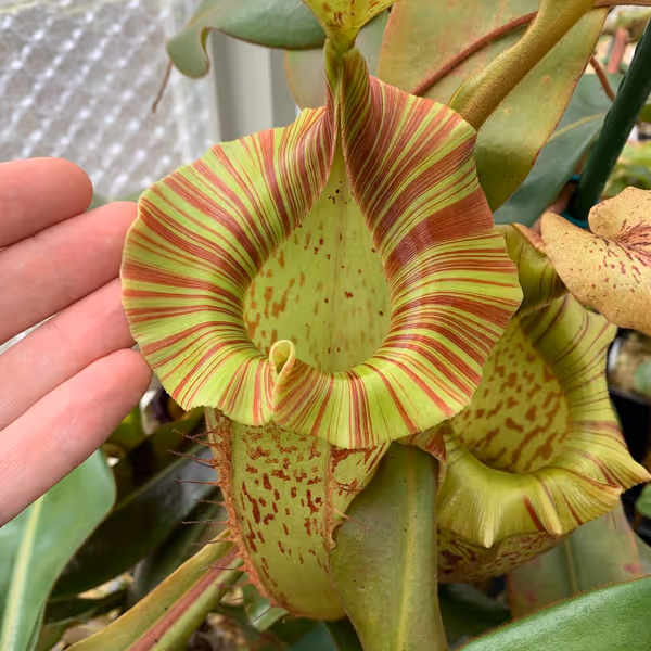 Nepenthes veitchii x platychila