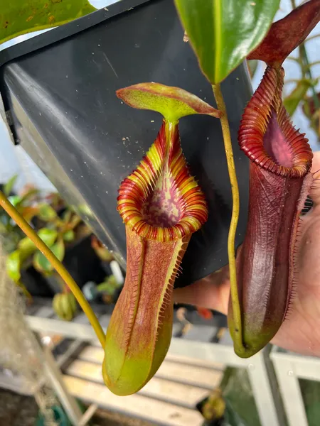 Nepenthes lowii x edwardsiana: While mine's still making lower pitchers, I expect the real show will be in the uppers - perhaps a taller, larger, toothier version of Nepenthes x trusmadiensis