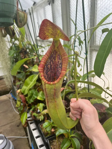 Nepenthes spathulata x lowii: Wide mouth on the first upper pitcher. I actually prefer the lowers on this cross.