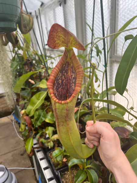 Nepenthes spathulata x lowii: Wide mouth on the first upper pitcher. I actually prefer the lowers on this cross