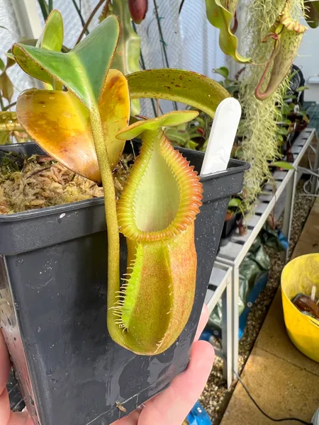 Nepenthes macrophylla: Yellow pitcher, before it colours up