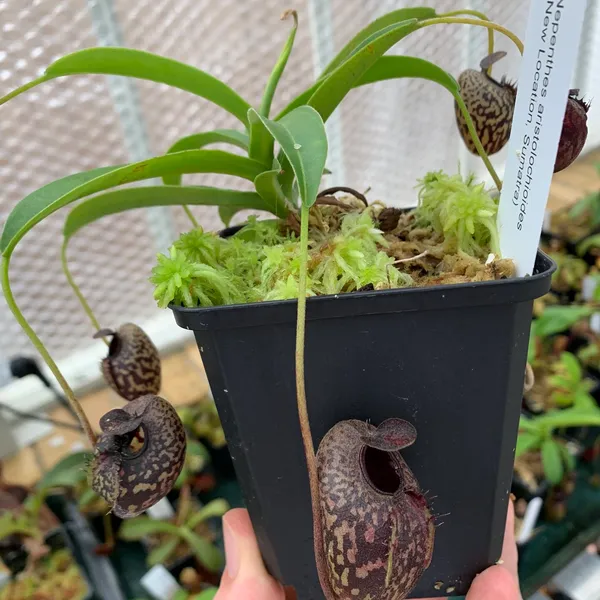 Nepenthes aristolochioides