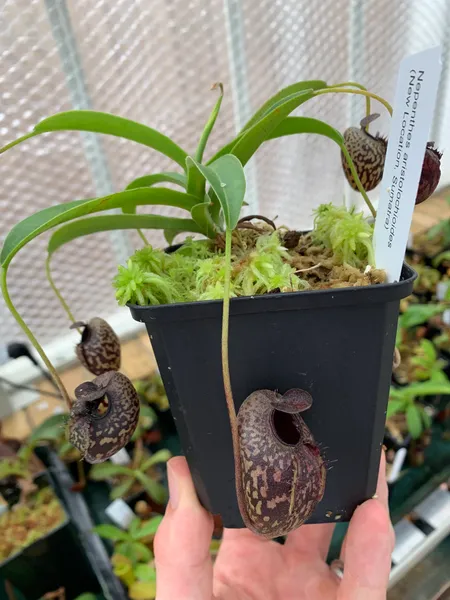 Nepenthes aristolochioides: Young plant from Wistuba - once known as the New Location release