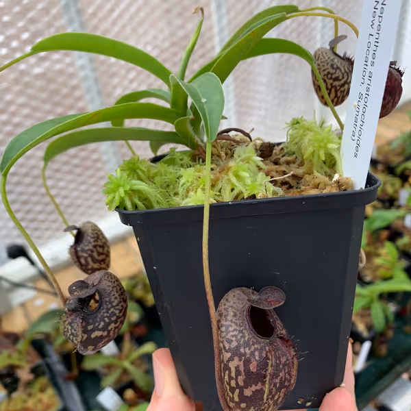 Nepenthes aristolochioides