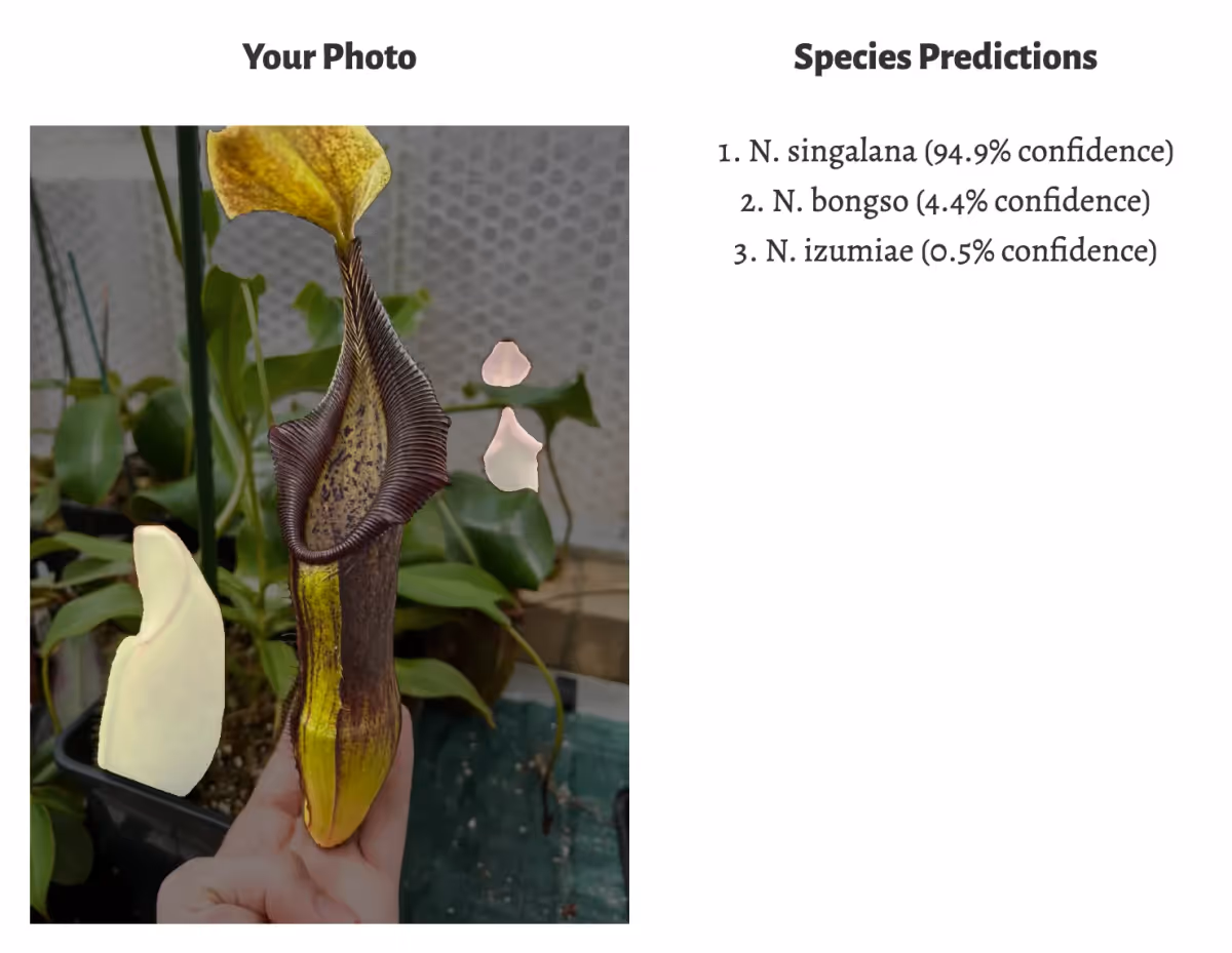 The AI correctly identifies my N. singalana.
