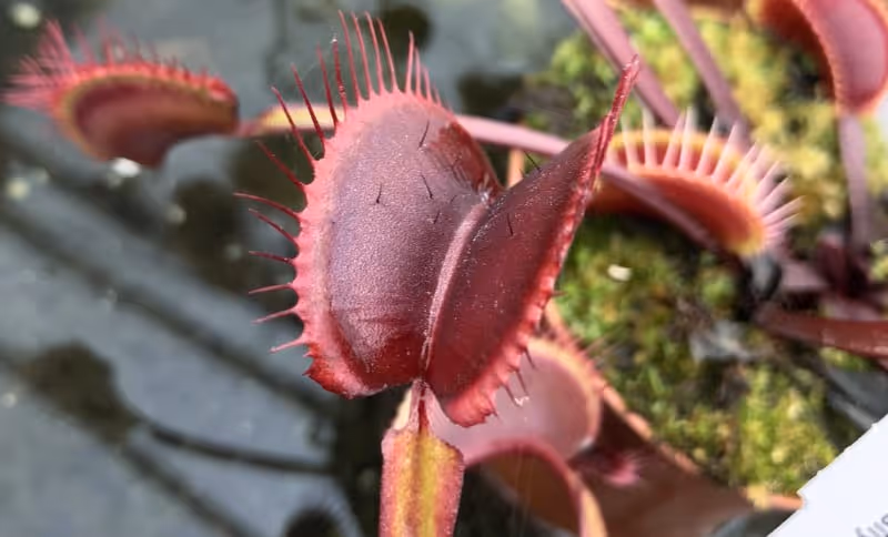 An all-red cultivar of the Venus flytrap awaiting its next meal.
