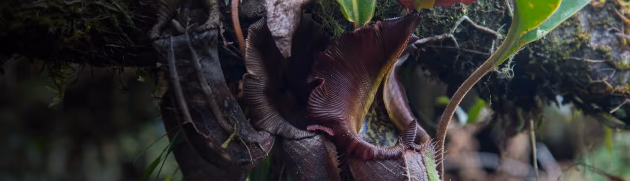 Nepenthes Species Identifier: Identify Pitcher Plants with AI